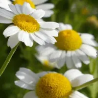 Chamomile Flower Extract