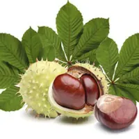 Italian Horse Chestnut Extract
