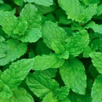 Menthol