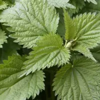 Nettle Extract